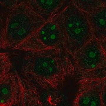 Anti-RPL22L1 antibody produced in rabbit Prestige Antibodies&#174; Powered by Atlas Antibodies, affinity isolated antibody