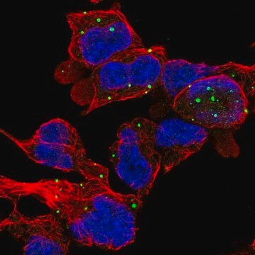 Anti-ZC3H10 antibody produced in rabbit Prestige Antibodies&#174; Powered by Atlas Antibodies, affinity isolated antibody