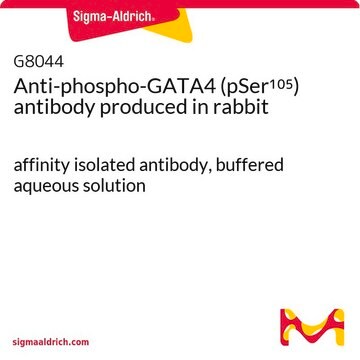 Anti-phospho-GATA4 (pSer105) antibody produced in rabbit affinity isolated antibody, buffered aqueous solution