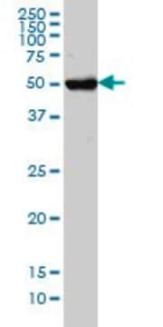 Monoclonal Anti-CHST3 antibody produced in mouse clone 1C4, purified immunoglobulin, buffered aqueous solution