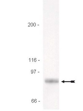 Przeciwciało anty-STAT3 Upstate&#174;, from rabbit