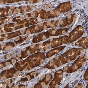 Anti-ALG13 antibody produced in rabbit Prestige Antibodies&#174; Powered by Atlas Antibodies, affinity isolated antibody, buffered aqueous glycerol solution