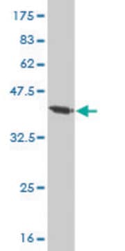 Monoclonal Anti-NBN antibody produced in mouse clone 3E4, purified immunoglobulin, buffered aqueous solution