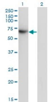 Monoclonal Anti-TFCP2 antibody produced in mouse clone 3H6, purified immunoglobulin, buffered aqueous solution