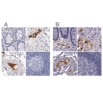 Anti-APOH antibody produced in rabbit Prestige Antibodies&#174; Powered by Atlas Antibodies, affinity isolated antibody, buffered aqueous glycerol solution