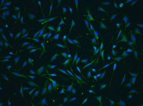 YUMM2.2 Mouse Melanoma Cell Line