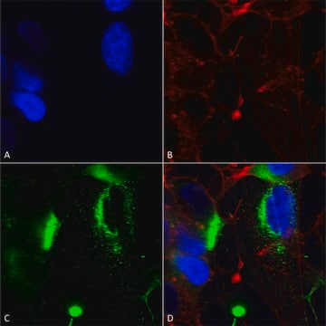 Monoclonal Anti-Task1 Potassium Channel - Biotin antibody produced in mouse clone S374-48, purified immunoglobulin