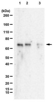 Anty-PTEN mono-ubikwitylowany K13 from rabbit, purified by affinity chromatography