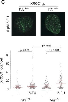 Anti-XRCC1 ~1&#160;mg/mL, affinity isolated antibody, buffered aqueous solution