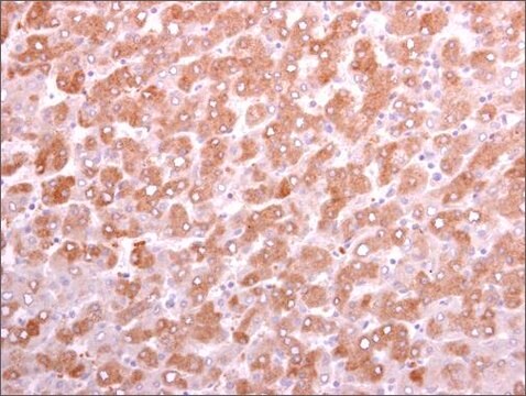 Anti-DKK3 antibody produced in rabbit affinity isolated antibody, buffered aqueous solution