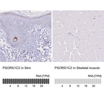 Anti-PSORS1C2 antibody produced in rabbit Prestige Antibodies&#174; Powered by Atlas Antibodies, affinity isolated antibody, buffered aqueous glycerol solution