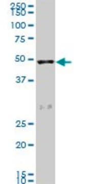 Monoclonal Anti-SCARA3 antibody produced in mouse clone 3A2, purified immunoglobulin, buffered aqueous solution