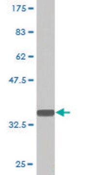 Monoclonal Anti-PQBP1, (C-terminal) antibody produced in mouse clone 1A11, purified immunoglobulin, buffered aqueous solution