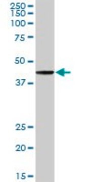 Anti-POU2F2 antibody produced in rabbit purified immunoglobulin, buffered aqueous solution