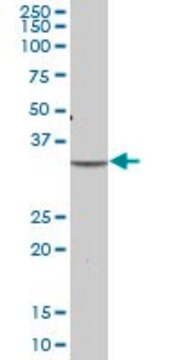 Anti-PLSCR1 antibody produced in mouse purified immunoglobulin, buffered aqueous solution