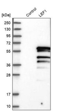 Anti-LEF1 antibody produced in rabbit Prestige Antibodies&#174; Powered by Atlas Antibodies, affinity isolated antibody, buffered aqueous glycerol solution