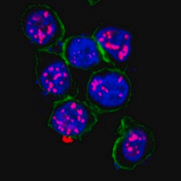 Anti-HHV-8 LNA-1 Antibody, clone LN53 clone LN53, from rat