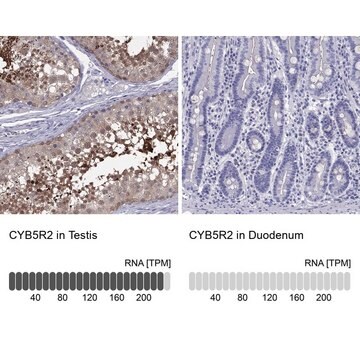 Anti-CYB5R2 Prestige Antibodies&#174; Powered by Atlas Antibodies, affinity isolated antibody