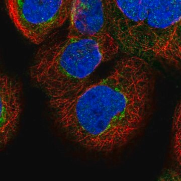 Anti-FAM20C antibody produced in rabbit Prestige Antibodies&#174; Powered by Atlas Antibodies, affinity isolated antibody, buffered aqueous glycerol solution