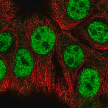 Anti-RBAK antibody produced in rabbit Prestige Antibodies&#174; Powered by Atlas Antibodies, affinity isolated antibody