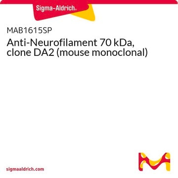 Anti-Neurofilament 70 kDa, clone DA2 (mouse monoclonal)