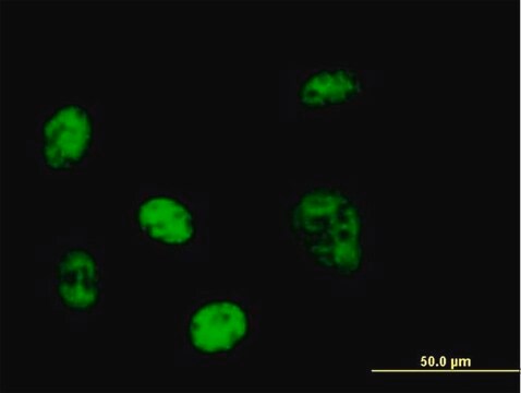 Anti-PPP1R7 antibody produced in mouse purified immunoglobulin, buffered aqueous solution