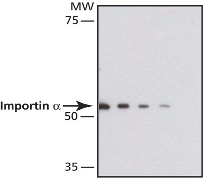 Anti-Importin &#945; antibody, Mouse monoclonal clone IM-75, purified from hybridoma cell culture