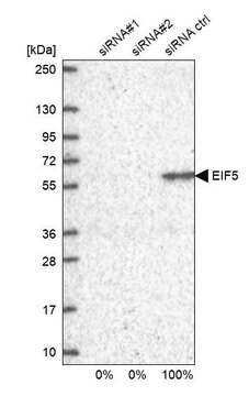 Anti-EIF5 antibody produced in rabbit Prestige Antibodies&#174; Powered by Atlas Antibodies, affinity isolated antibody, buffered aqueous glycerol solution