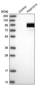 Anti-FAM151A antibody produced in rabbit Prestige Antibodies&#174; Powered by Atlas Antibodies, affinity isolated antibody, buffered aqueous glycerol solution