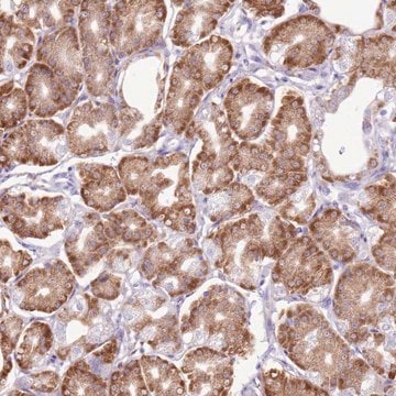 Anti-AAR2 antibody produced in rabbit Prestige Antibodies&#174; Powered by Atlas Antibodies, affinity isolated antibody, buffered aqueous glycerol solution