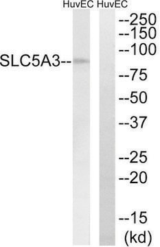 Anti-SLC5A3 antibody produced in rabbit affinity isolated antibody