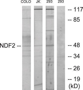 Anti-NDF2 antibody produced in rabbit affinity isolated antibody