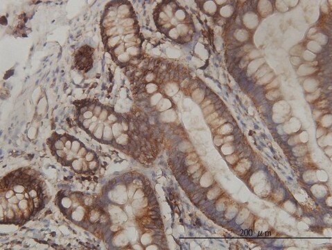 Monoclonal Anti-RPL19 antibody produced in mouse clone 3H4, purified immunoglobulin, buffered aqueous solution