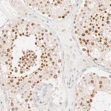 Anti-KIF2A antibody produced in rabbit Prestige Antibodies&#174; Powered by Atlas Antibodies, affinity isolated antibody, buffered aqueous glycerol solution