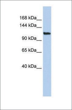 Anti-AFF3 antibody produced in rabbit affinity isolated antibody