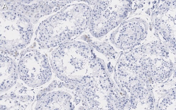 Anti-Pericentrin Antibody, clone 2H11, ZooMAb&#174; Rabbit Monoclonal recombinant, expressed in HEK 293 cells