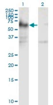 Monoclonal Anti-ICA1 antibody produced in mouse clone 6G11, purified immunoglobulin, buffered aqueous solution