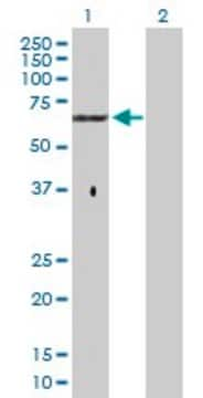 Anti-GPC5 antibody produced in rabbit purified immunoglobulin, buffered aqueous solution