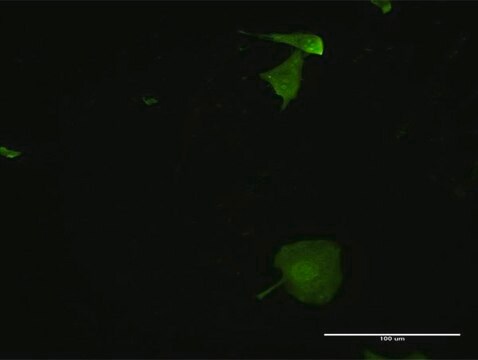 Monoclonal Anti-MPZL2 antibody produced in mouse clone 2E10, purified immunoglobulin, buffered aqueous solution