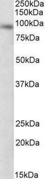 Anti-DTX3 antibody produced in goat affinity isolated antibody, buffered aqueous solution