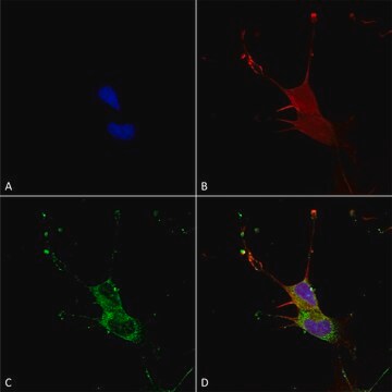 Monoclonal Anti-Neuroligin 1 antibody produced in mouse clone S97A-31, purified immunoglobulin