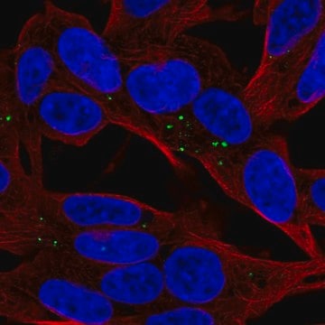 Anti-APOL4 antibody produced in rabbit Prestige Antibodies&#174; Powered by Atlas Antibodies, affinity isolated antibody