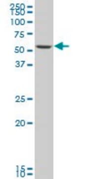 Monoclonal Anti-SMARCD3 antibody produced in mouse clone 5B6, purified immunoglobulin, buffered aqueous solution