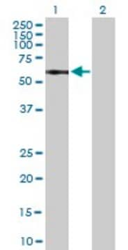 Anti-IL13RA1 antibody produced in mouse purified immunoglobulin, buffered aqueous solution