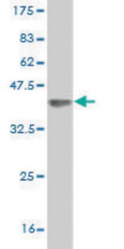 Monoclonal Anti-DMWD antibody produced in mouse clone 3F5, purified immunoglobulin, buffered aqueous solution