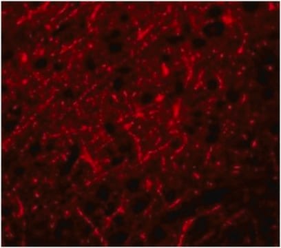 Anticorps anti-PRDM16 from rabbit, purified by affinity chromatography