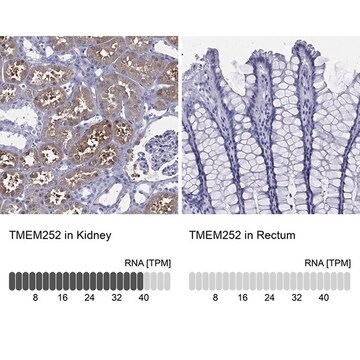 Anti-TMEM252 antibody produced in rabbit Prestige Antibodies&#174; Powered by Atlas Antibodies, affinity isolated antibody, buffered aqueous glycerol solution