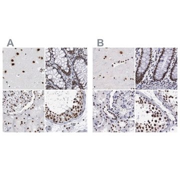 Anti-SF3A1 antibody produced in rabbit Prestige Antibodies&#174; Powered by Atlas Antibodies, affinity isolated antibody, buffered aqueous glycerol solution