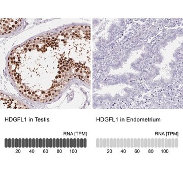 Anti-HDGFL1 antibody produced in rabbit Prestige Antibodies&#174; Powered by Atlas Antibodies, affinity isolated antibody, buffered aqueous glycerol solution