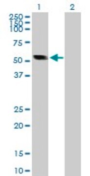 Anti-CASQ2 antibody produced in rabbit purified immunoglobulin, buffered aqueous solution